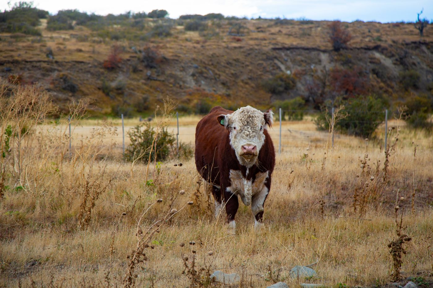Hereford em campo nativo